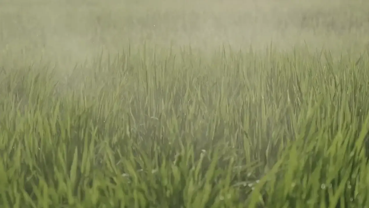 Close-up of spray droplets adhering to crop leaf surface, showing foliar nutrient absorption