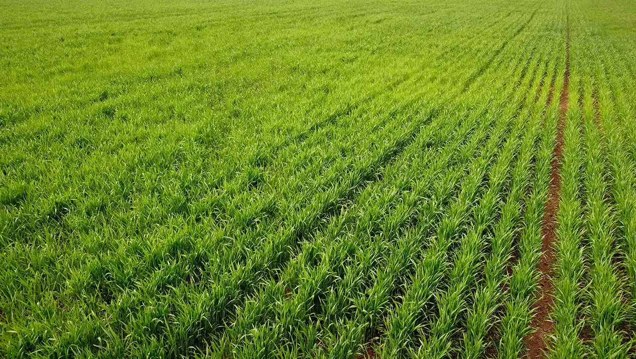 No-Till Farming: The Complete UK Guide (2026)