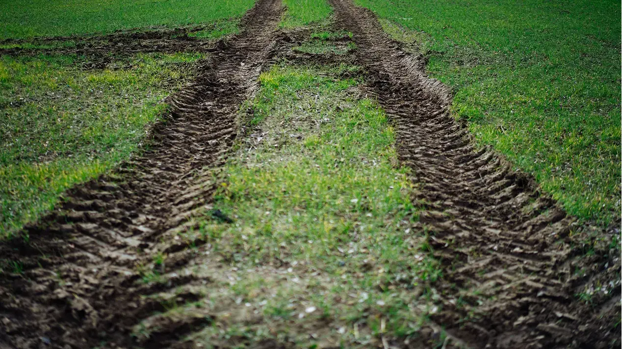 Tractor wheel damage and tramlines visible across an arable field.