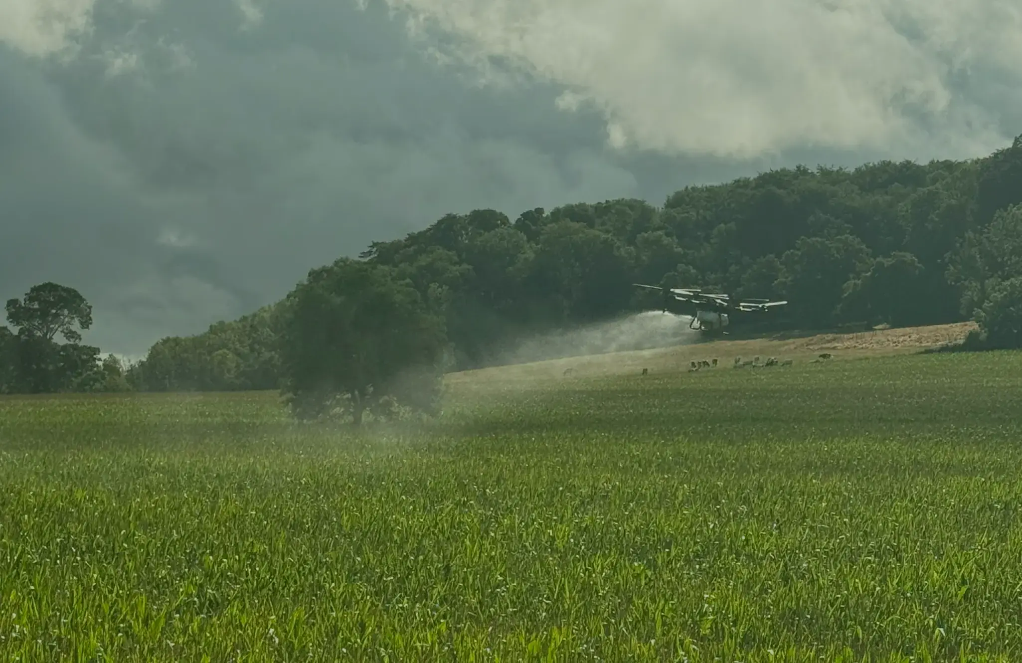 Drone crop spraying