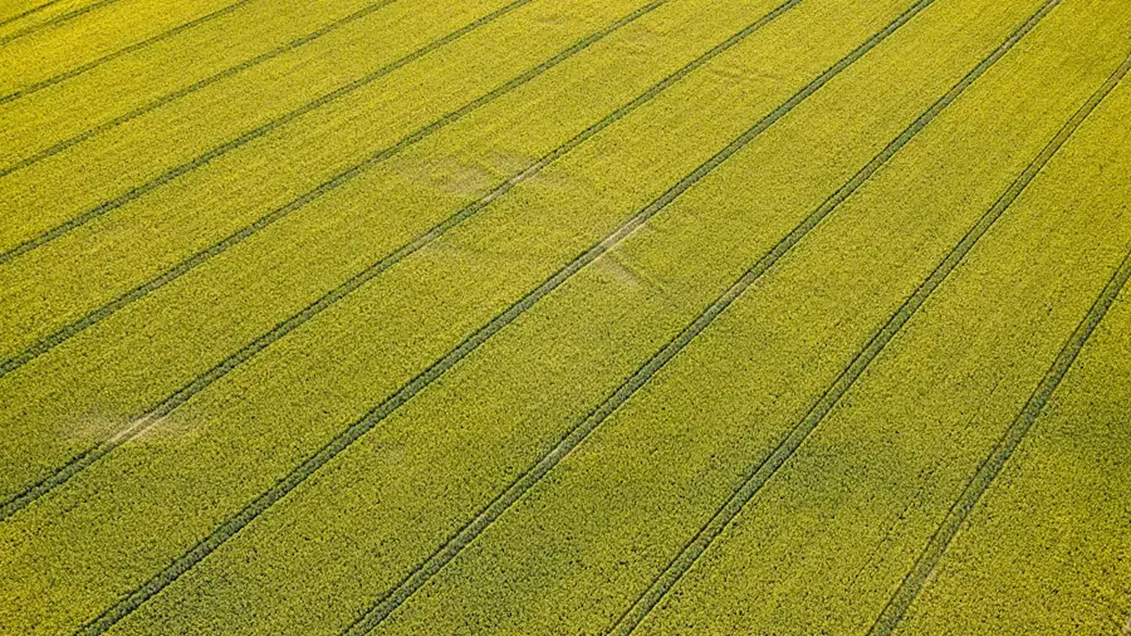 A large field of crops