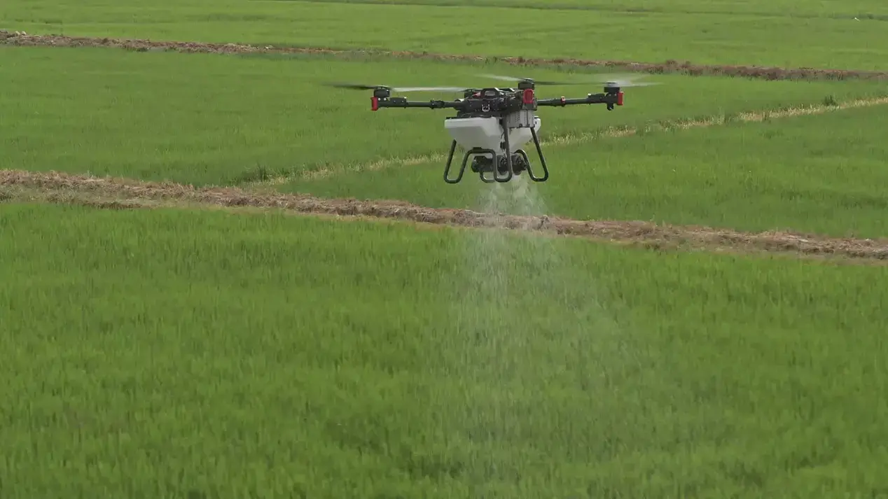 Drone spreading a wheat field